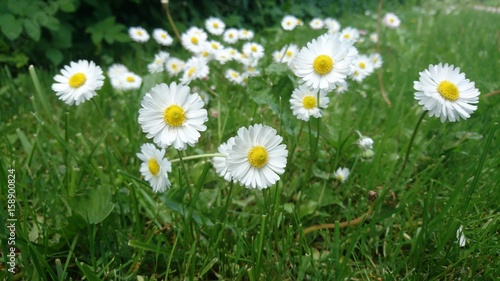 Daisies in meadow 