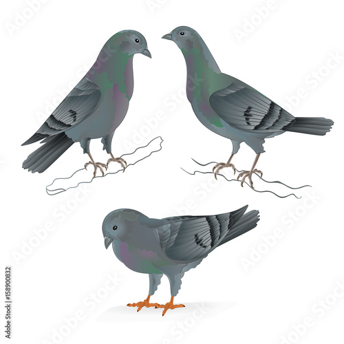 Carriers pigeons domestic breeds sports birds vintage  set two vector  animals illustration for design hand draw