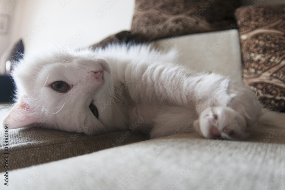 White cat resting on the couch