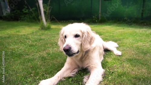 Golden retriever catching food in slow motion