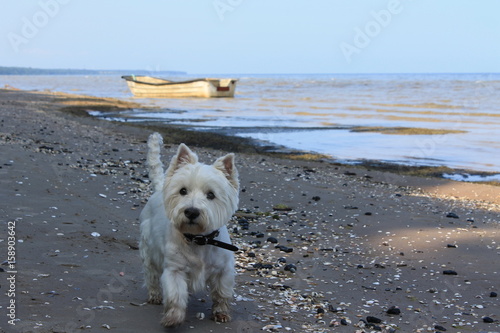 Westie playing