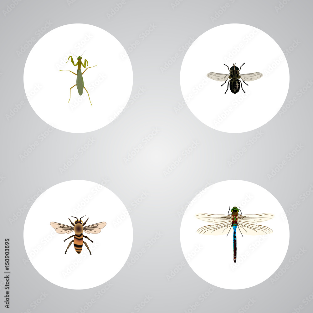 Realistic Damselfly, Wasp, Midge And Other Vector Elements. Set Of ...