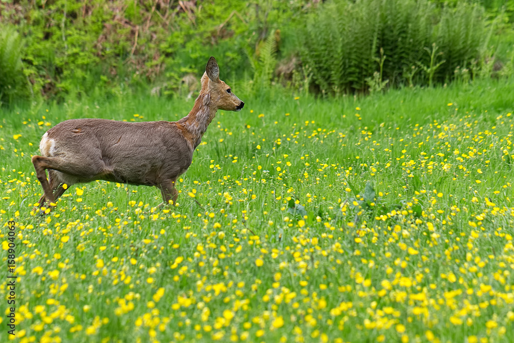 Venison walking around in the grass and eating. Shot during spring when vension is changing from winter to summer furl. Venison walking around in the grass and eating. Shot during spring when vension is changing from winter to summer furl.
