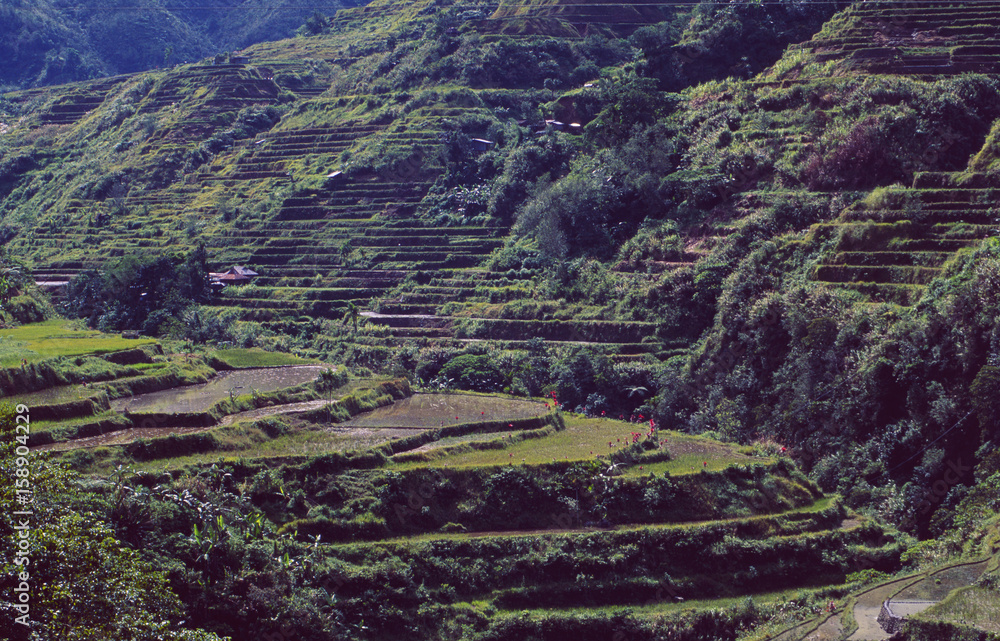 Philippinen: Die Reisterrassen von Banaue zählen zum Weltkulturerbe