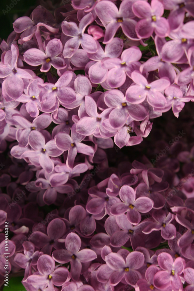 Close-up branch of violet lilac in the garden. Selective Focus Close-up branch of violet lilac in the garden. Selective Focus
