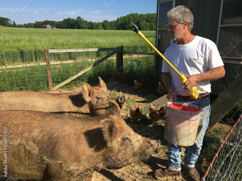 Fotografie Farmer Feeding Pigs