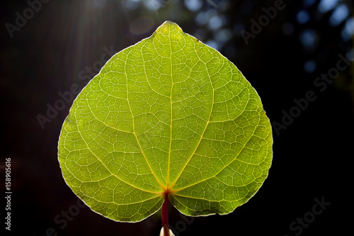 Kawa leaf in Backlight