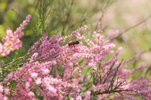 The drone collects a nekar from the tamarix flowers