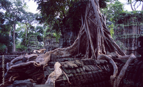 Kambotscha: Gigantische Baumwurzeln in Ankor Wat photo