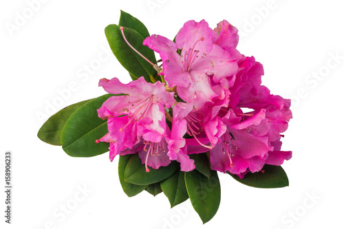 Rhododendron pink flowers isolated.