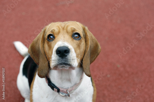 Beagle dog standing on red clay surface