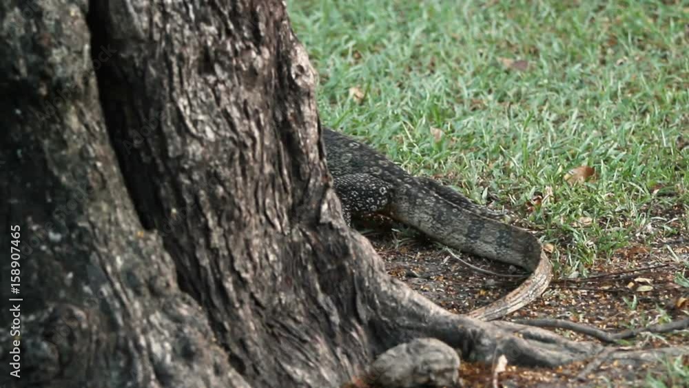 Monitor lizard climbing down from the tree in Lumpini Park. Bangkok, Thailand.