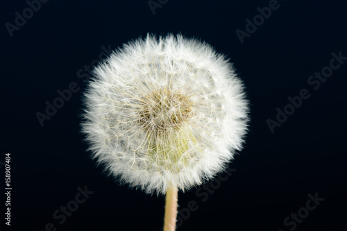 Dandelion on dark background