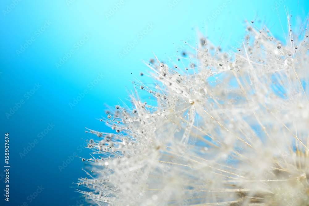 Drops of dew on a dandelion on blue background