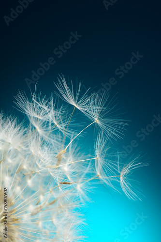 Fototapeta Naklejka Na Ścianę i Meble -  Dandelion seeds fly away