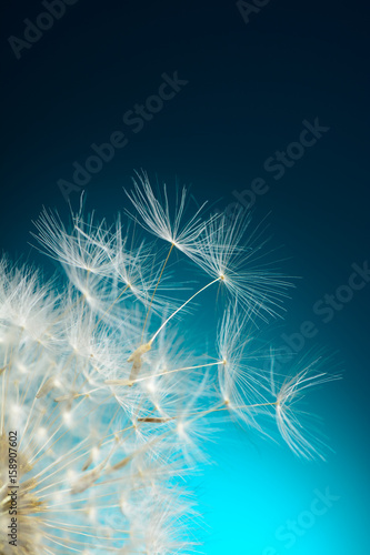 Dandelion seeds fly away