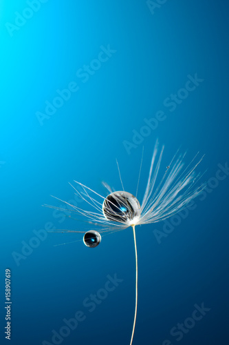 Dew drops on dandelion seed on a blue background