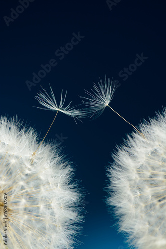 Two seeds of a dandelion on a dark background