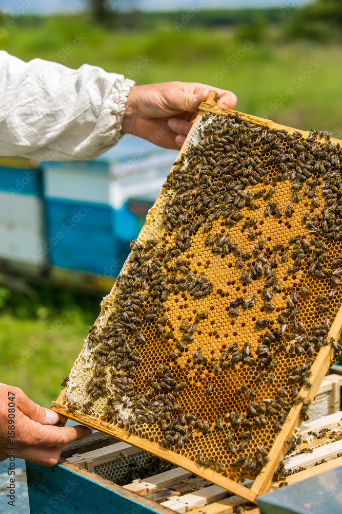 Beekeeper at work. Bees on honeycombs.Frames of a bee hive Beekeeper at work. Bees on honeycombs.Frames of a bee hive