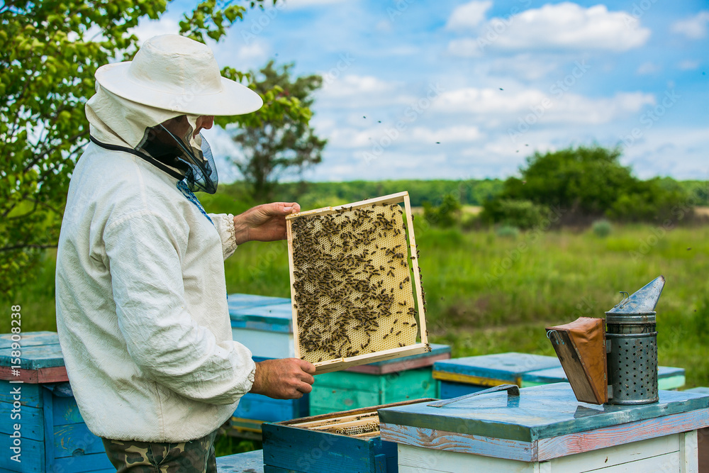 Beekeeper is working with bees and beehives on the apiary. Frames of a ...