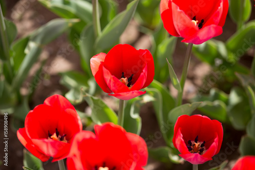 Beautiful red tulips in nature