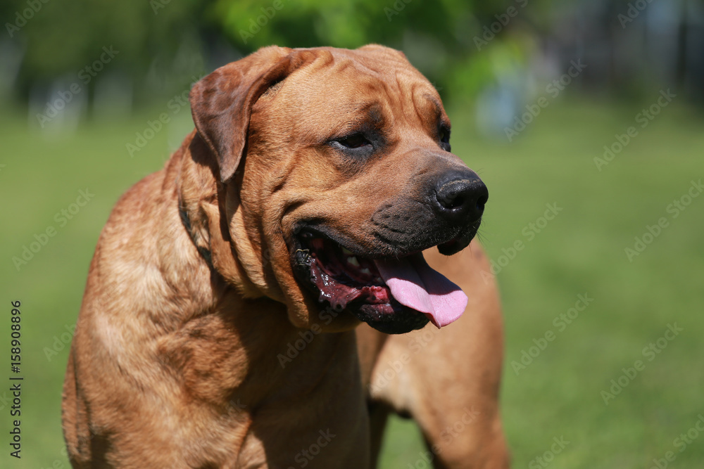 Head shot of a purebred tosa inu male canine