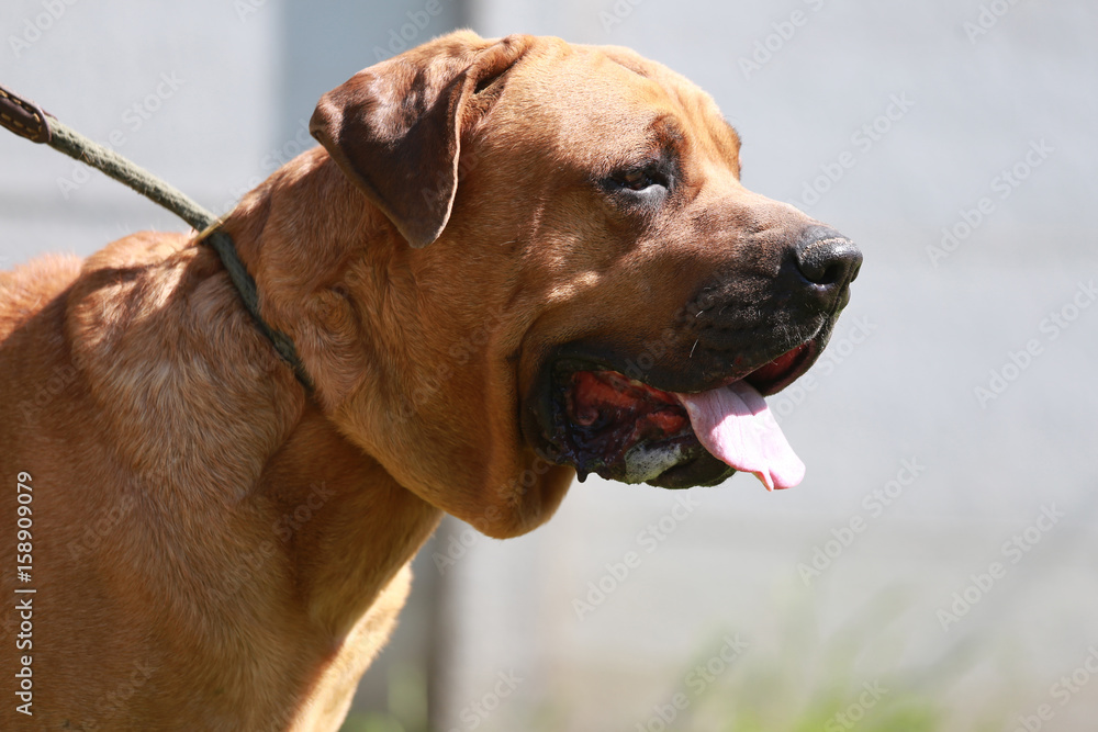 Tosa inu show dog horizontal shot closeup Tosa inu show dog horizontal shot closeup