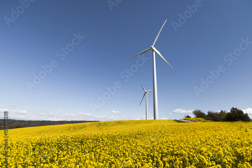 Wind Turbines and Flower Fields on a Sunny Day