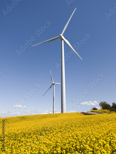 Wind Turbines and Flower Fields on a Sunny Day © pabloprat