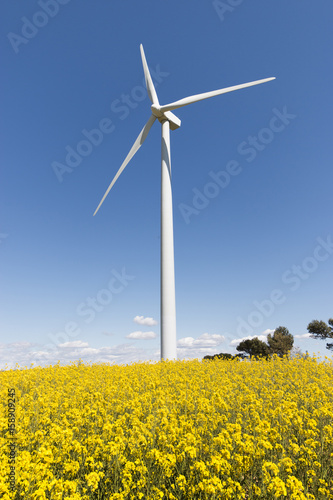 Wind Turbines and Flower Fields on a Sunny Day © pabloprat