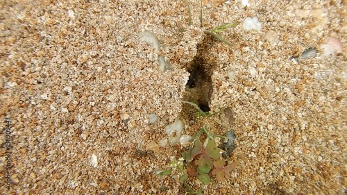 Ameisen beim bauen eines Nestes photo