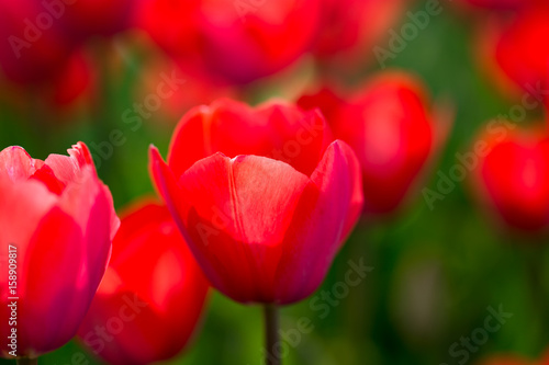 Beautiful red tulips in nature