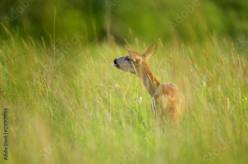 Fototapeta Naklejka Na Ścianę i Meble -  sarna / samica sarny żerująca o zachodzie słońca w gąszczu wiosennych traw