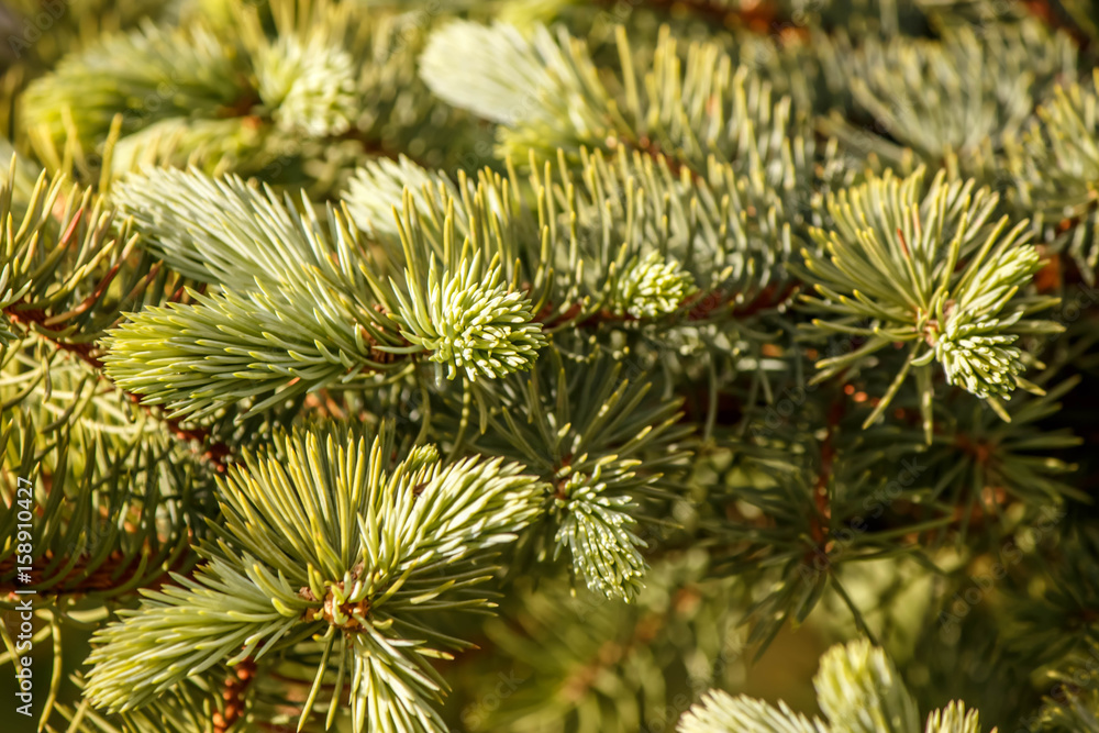 young bright green needles on a spruce branch young bright green needles on a spruce branch