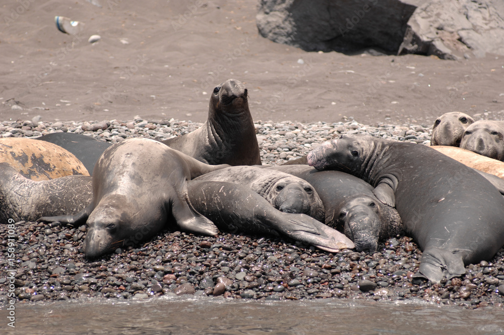 Elephant seals rest on beach on Catalina Island California Elephant seals rest on beach on Catalina Island California