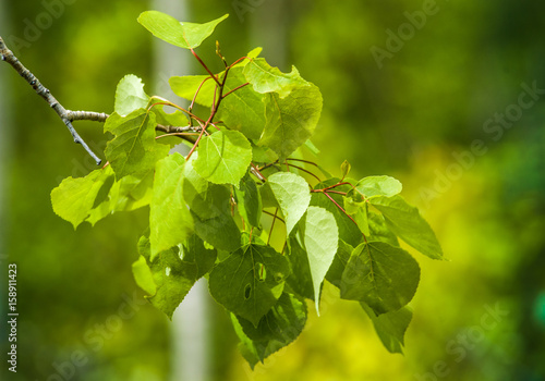 Aspen Leaves on Branch photo
