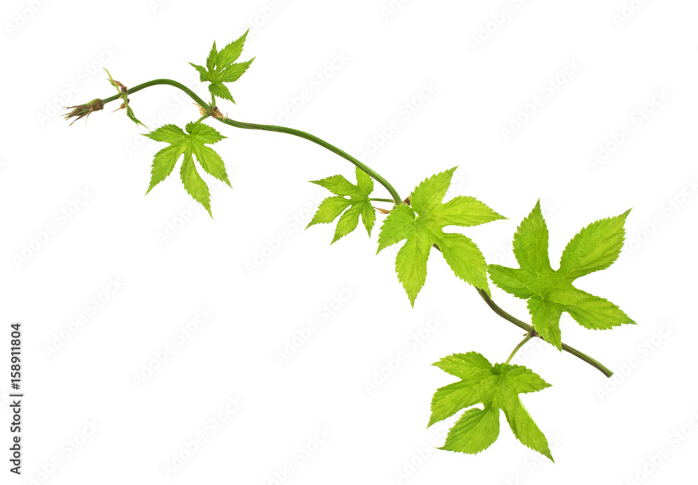 Young branch of hop with leaves, isolated on white background. Top view. Young branch of hop with leaves, isolated on white background. Top view.