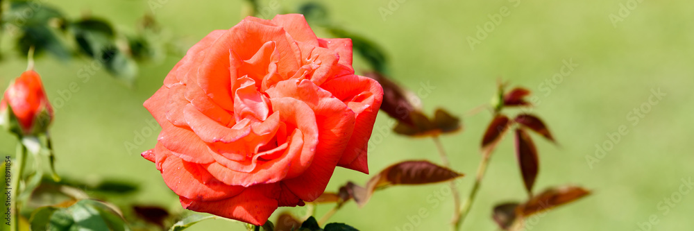 Rote Rose in einem Garten - Banner Rote Rose in einem Garten - Banner