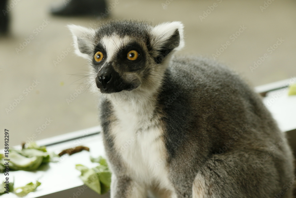 Obraz premium Lemur