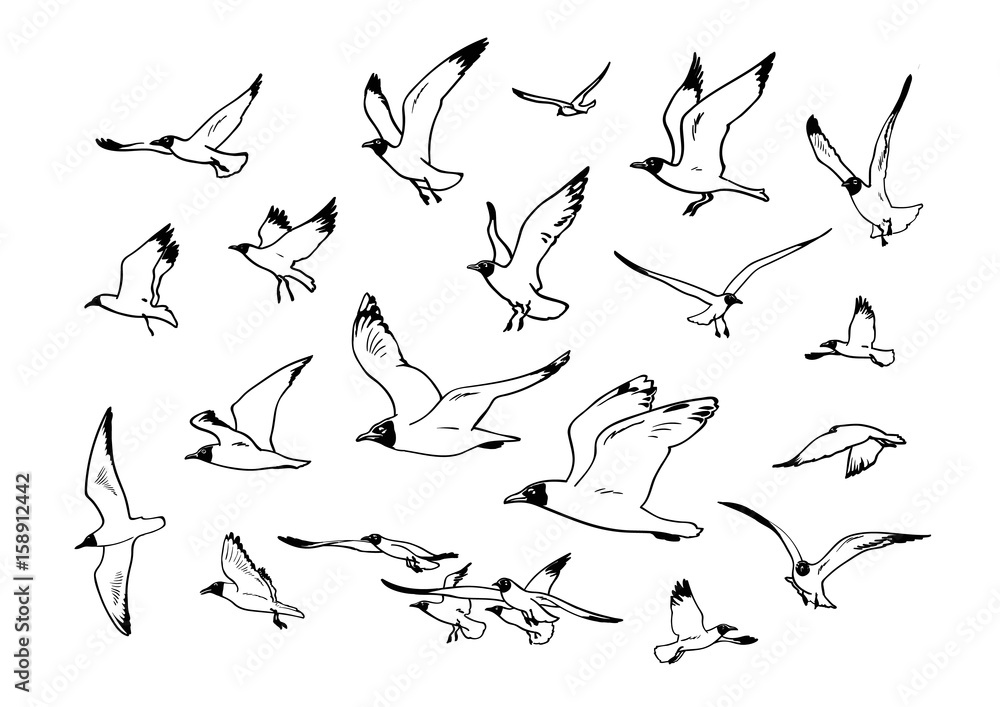 Set of flying seagulls. Set of flying seagulls.