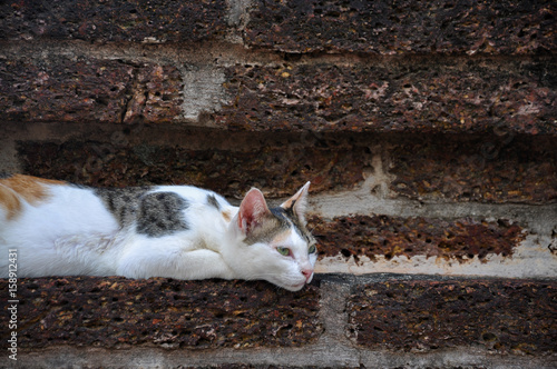 Sleep cat in brick background © jarupan