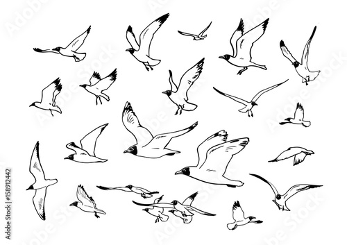 Set of flying seagulls.