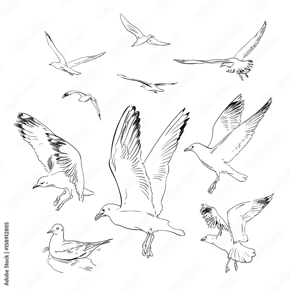 Sketch of flying seagulls.