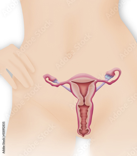 Female genitalia, drawing photo