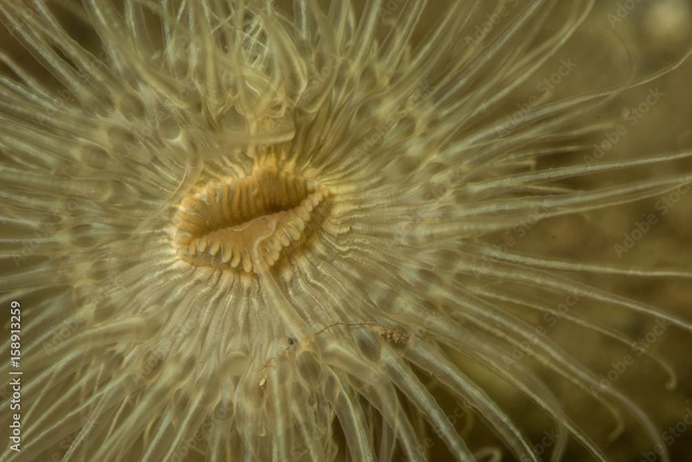 Fototapeta premium Anemone