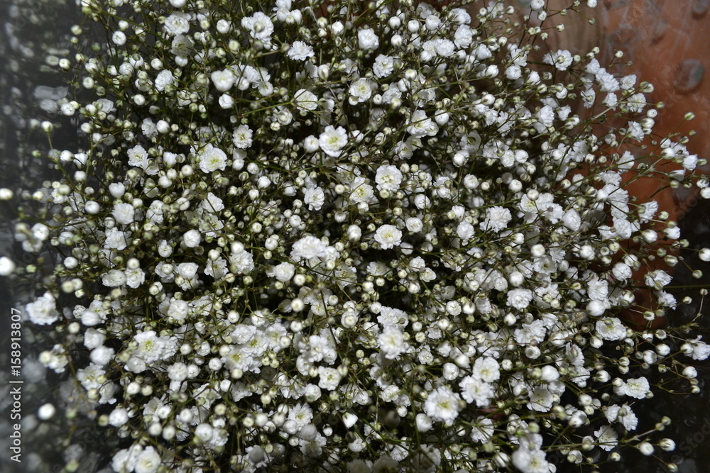 Beautiful little white flowers blooming useful for flower arrangements Beautiful little white flowers blooming useful for flower arrangements