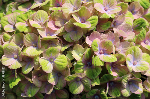 Natur Pflanze Blume Blatt Hortensie grün rosa