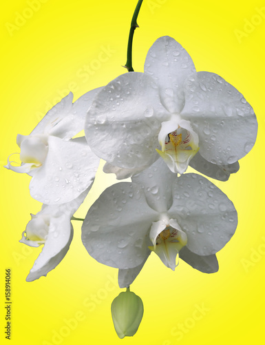 Natur Blume Schönheit Phalanopsis weiß