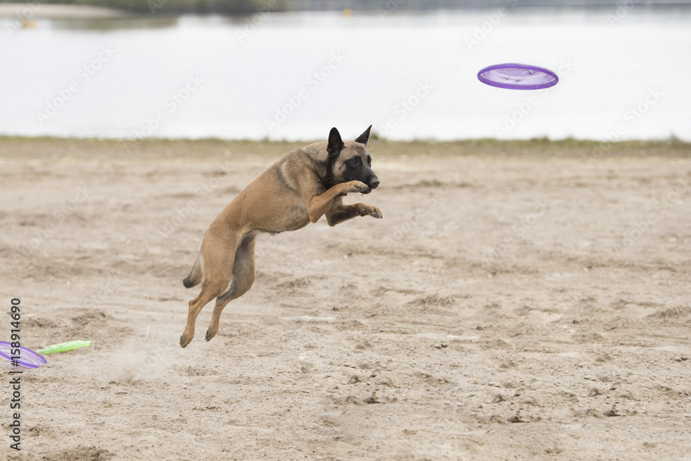 Dog, Belgian Shepherd Malinois, jumping for disk Dog, Belgian Shepherd Malinois, jumping for disk