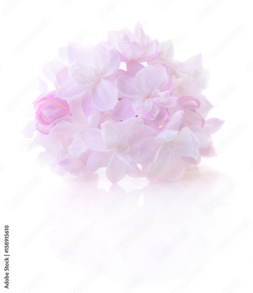 Pink lilac flower.